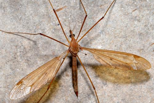 Tipula fulvipennis